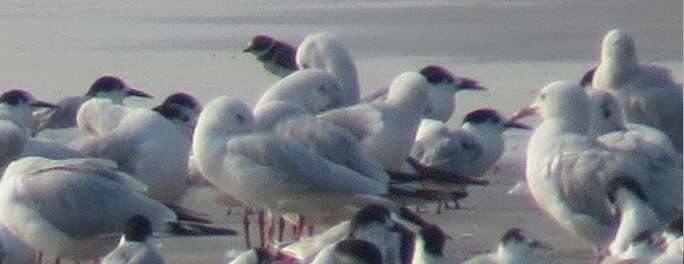 Image of Slender-billed Gull