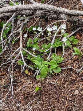 Image of heartleaf springbeauty