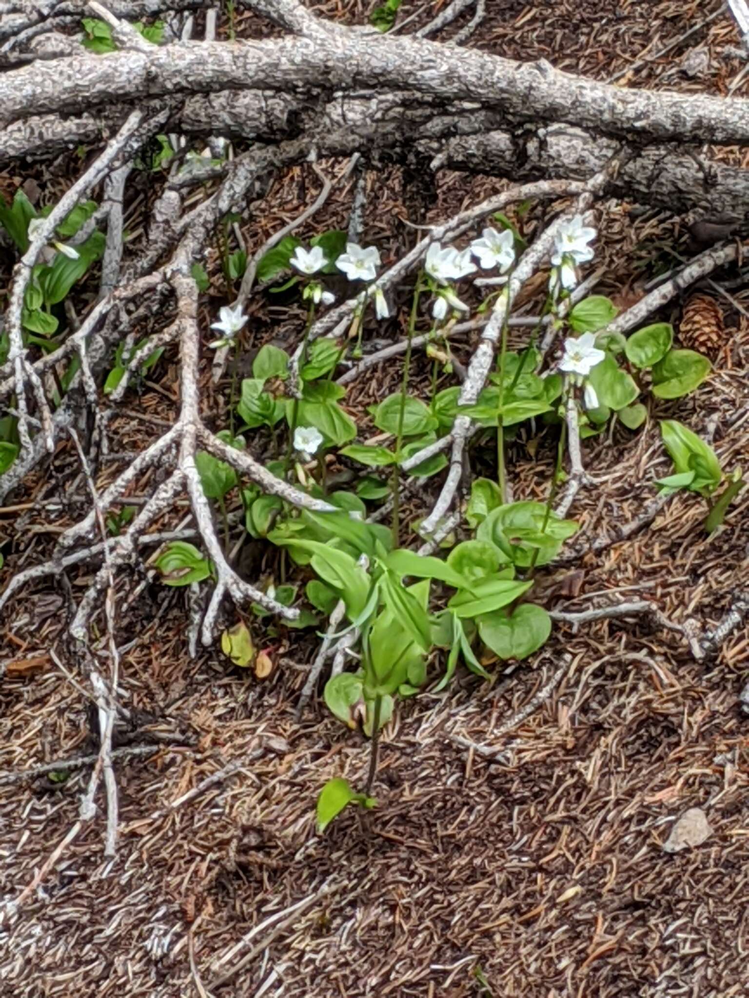 Claytonia cordifolia S. Wats. resmi