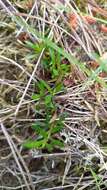 Image of Dioscorea brachybotrya Poepp.