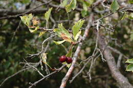 Image of Crataegus karadaghensis Pojark.