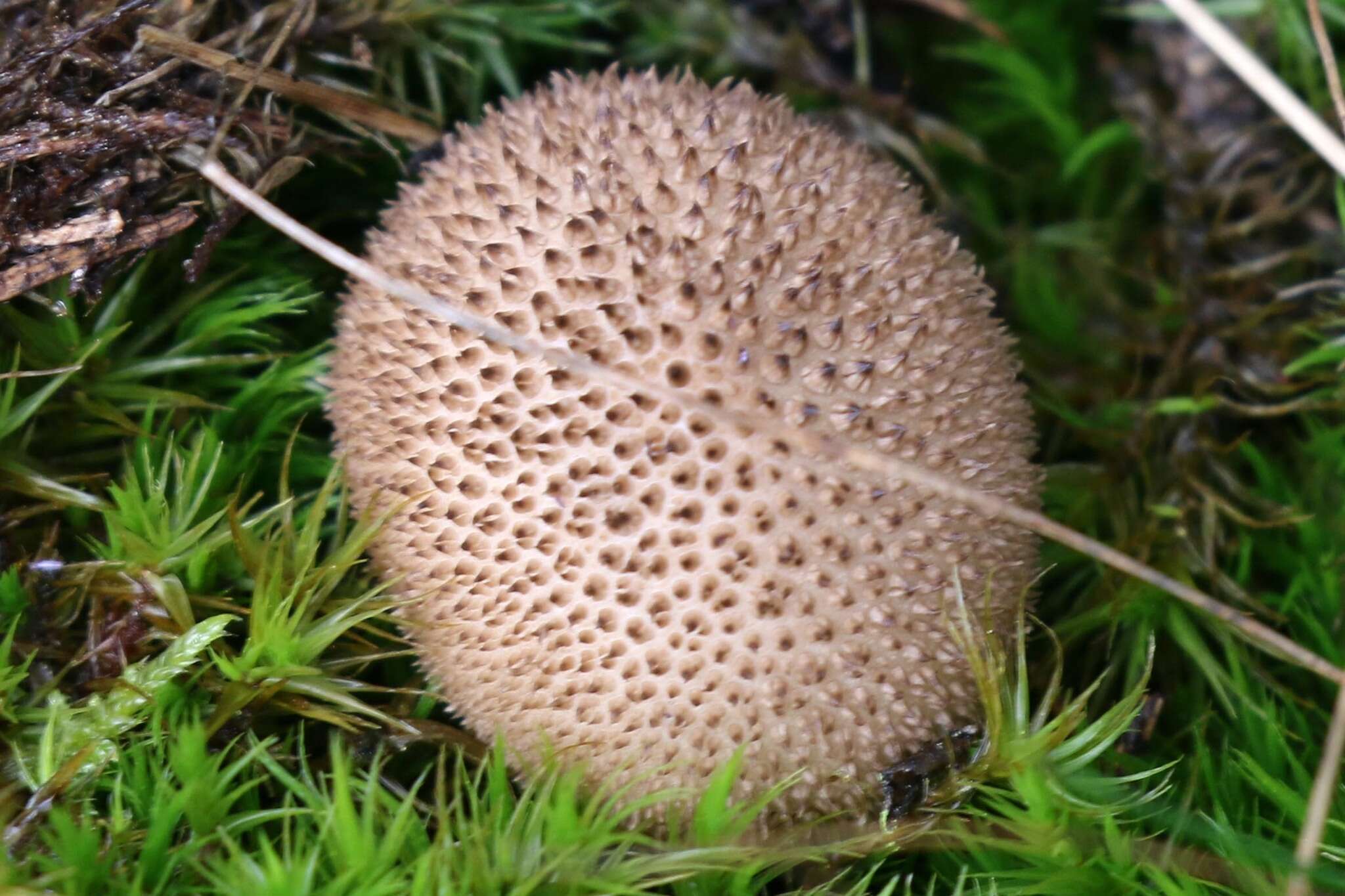 Image of Lycoperdon echinatum Pers. 1794