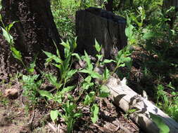 Image of Alpine Fleeceflower