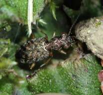 Image of Asaphidion curtum (Heyden 1870)