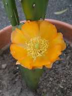 Image of <i>Opuntia bonaerensis</i>