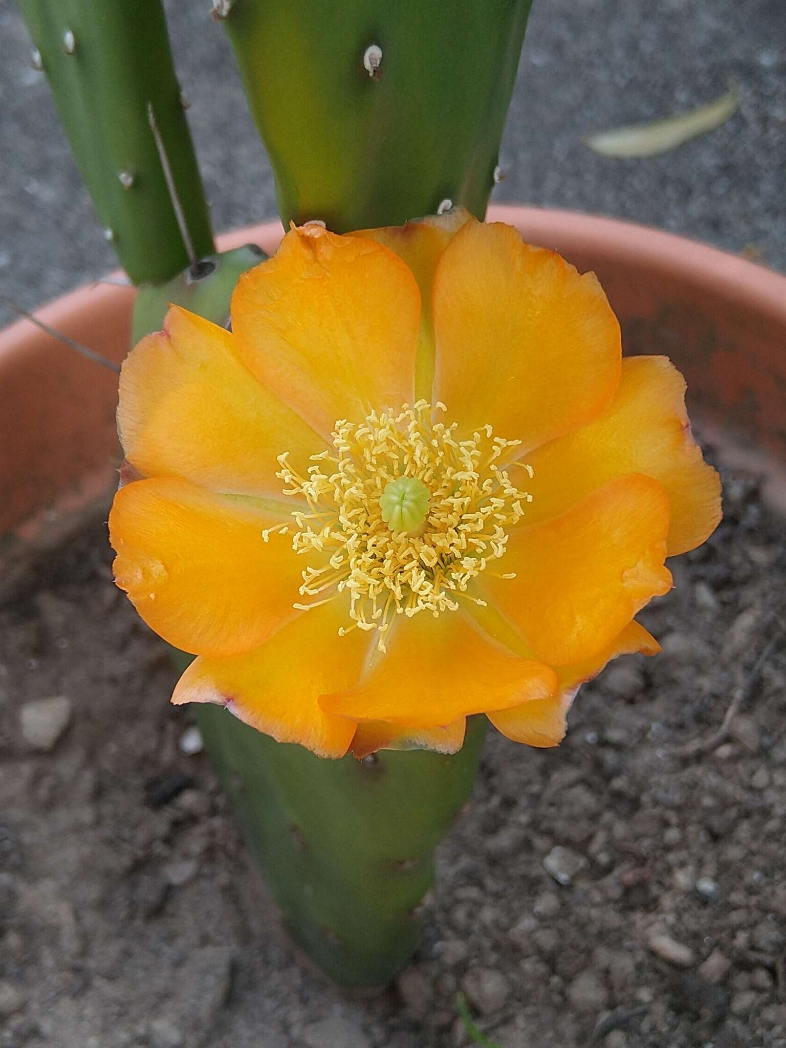 Image of <i>Opuntia bonaerensis</i>