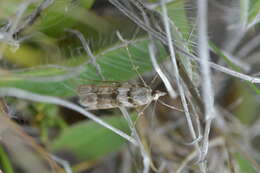 Sivun Eudonia gyrotoma Meyrick 1909 kuva