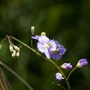 Image de Heliophila rigidiuscula Sond.