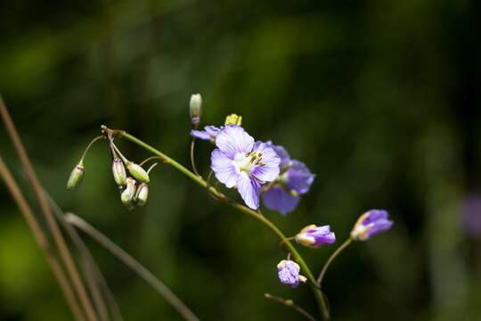 Image de Heliophila rigidiuscula Sond.