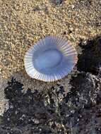 Image of black limpet