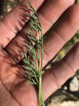 Image of Sierra biscuitroot