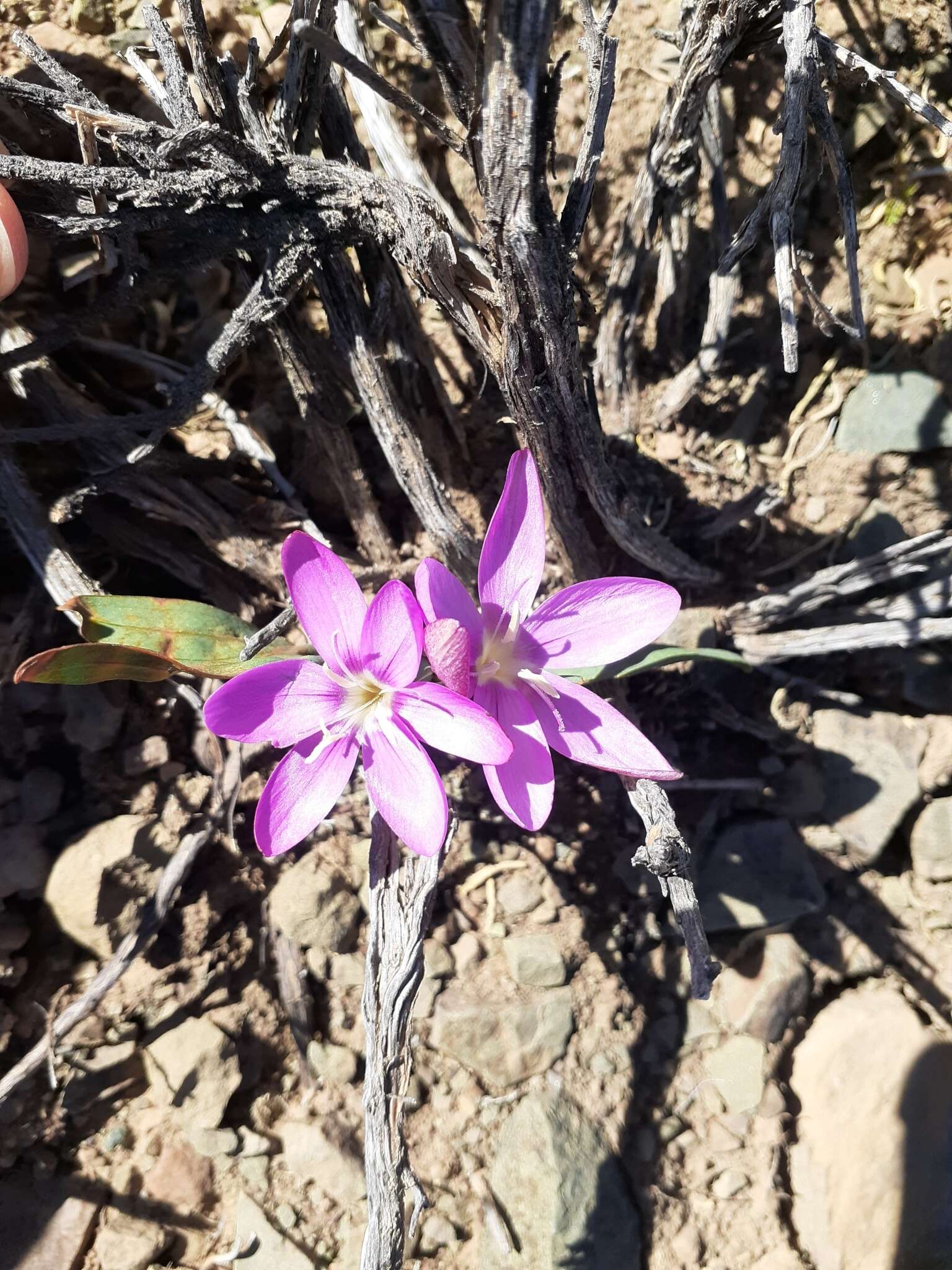 Image of Hesperantha humilis Baker