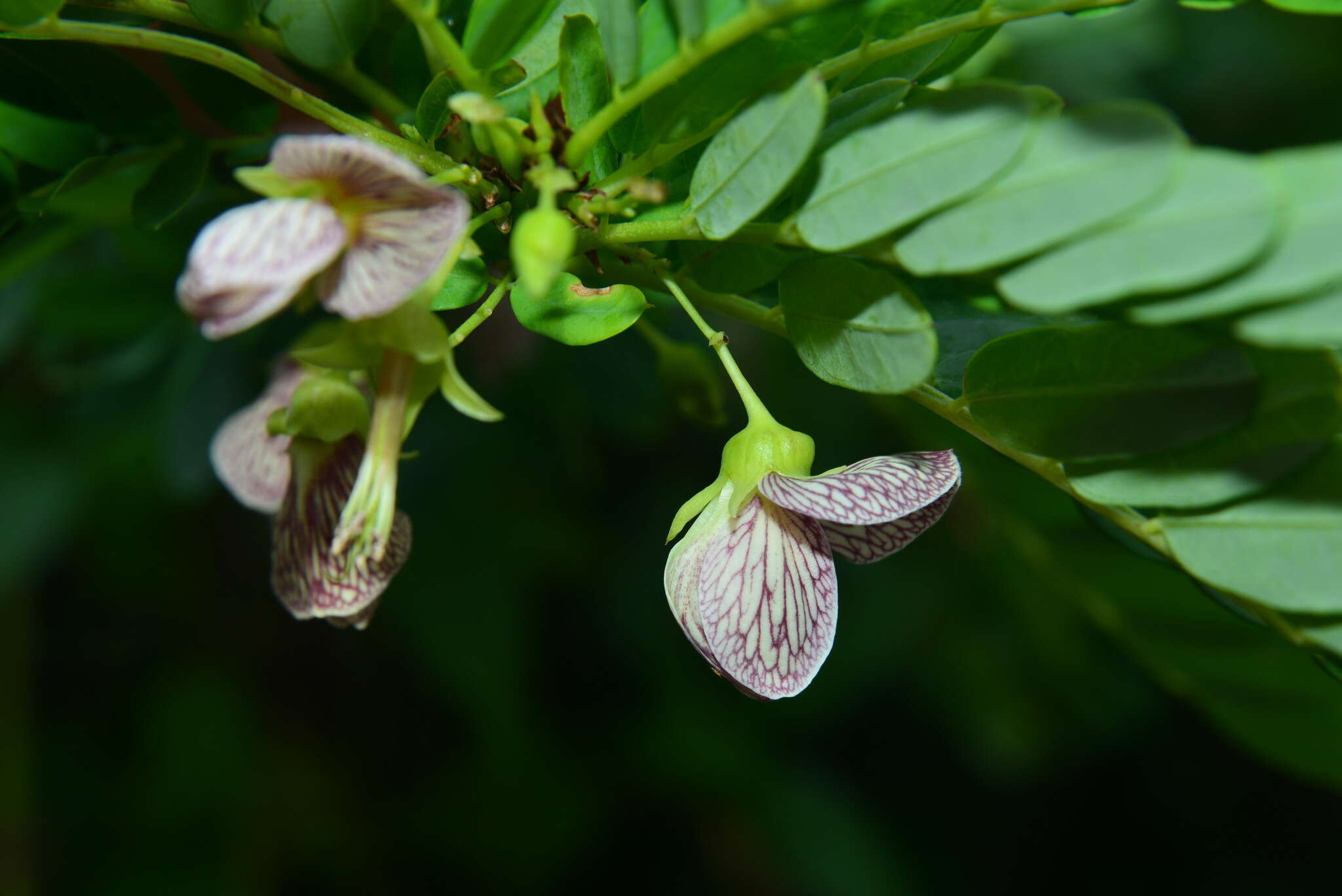 Sivun Ormocarpum cochinchinense (Lour.) Merr. kuva