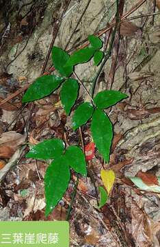 Image of Tetrastigma formosanum (Hemsl.) Gagnep.