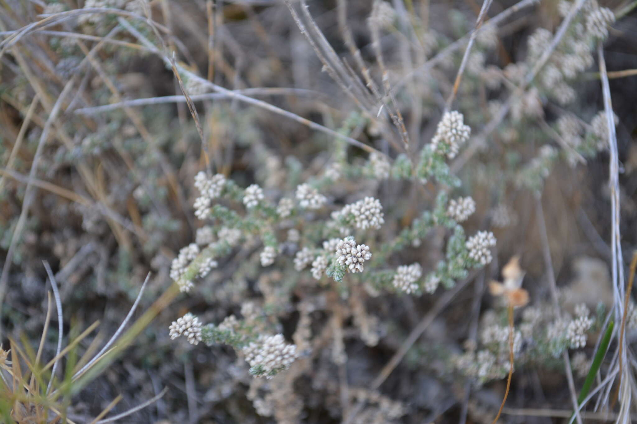 Image of Herniaria fruticosa L.