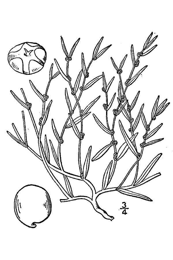 Suaeda maritima (rights holder: "<a href=""http://www.knps.org"">Kentucky Native Plant Society</a>. Scanned by <a href=""http://www.omnitekinc.com/"">Omnitek Inc</a>.")