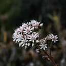 Image of Aeonium volkeri E. Hernandez & A. Banares