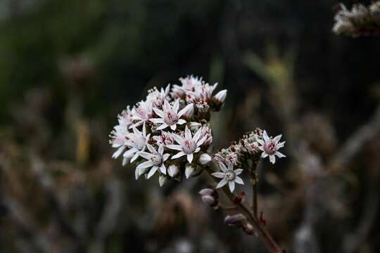 Image of Aeonium volkeri E. Hernandez & A. Banares