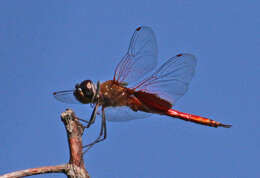 Tramea insularis Hagen 1861 resmi