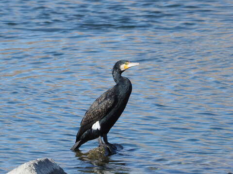 Image of Japanese Great Cormorant