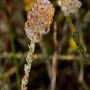 Image of Aspalathus quinquefolia subsp. compacta R. Dahlgren