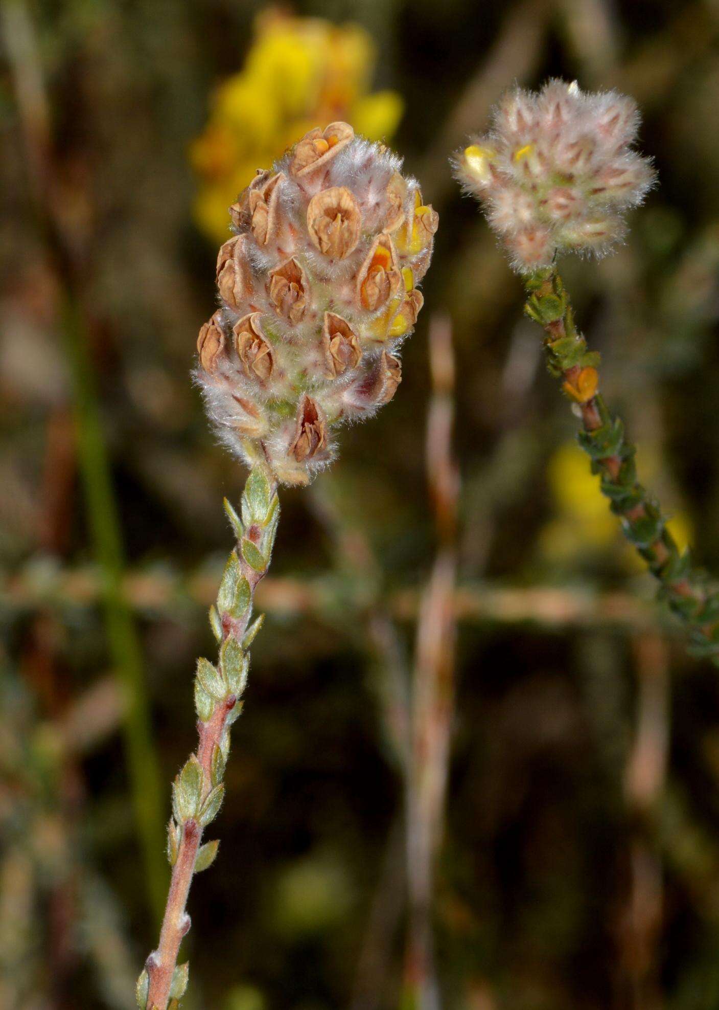 Image of Aspalathus quinquefolia subsp. compacta R. Dahlgren