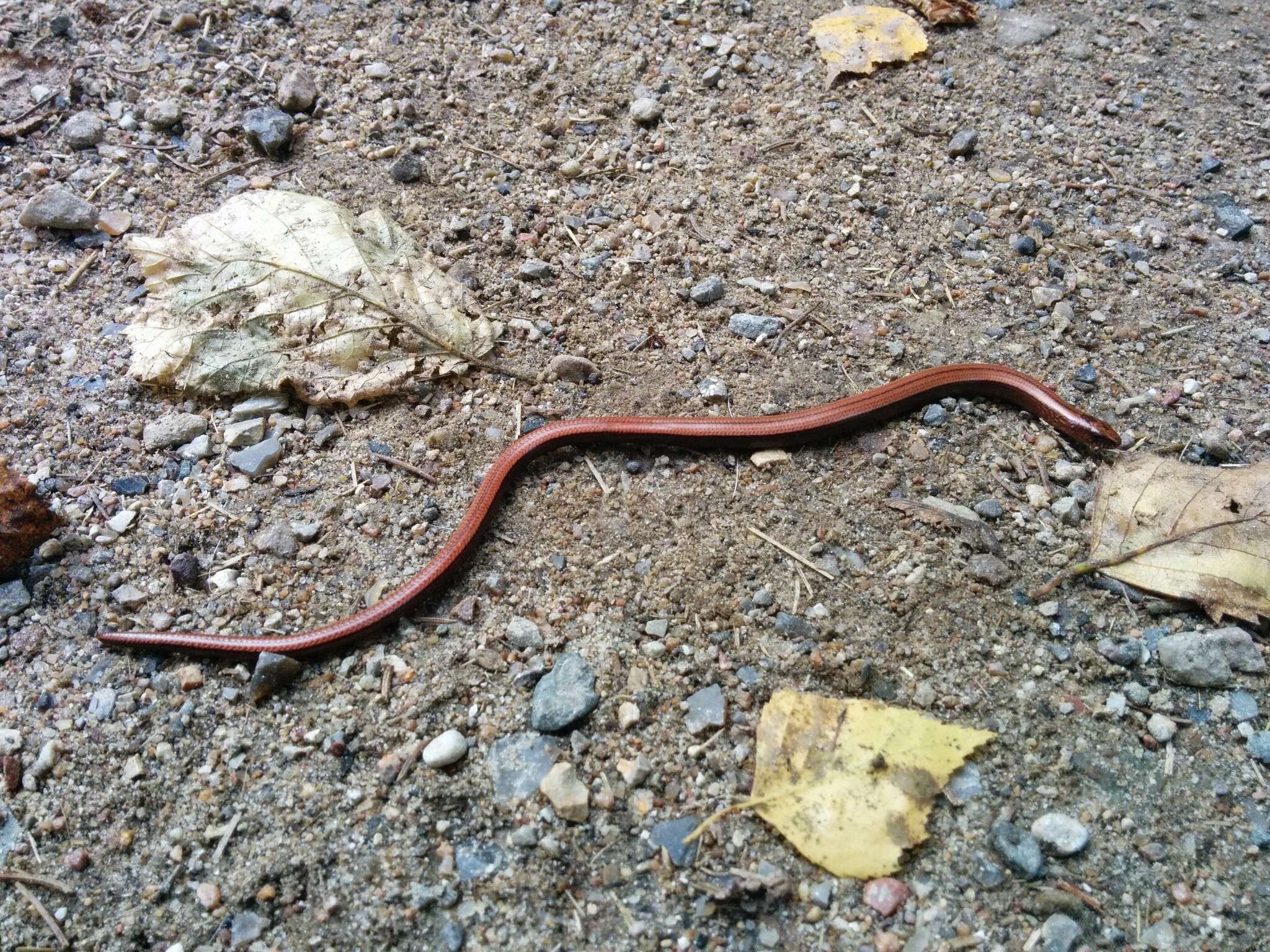 Image of Slow worm