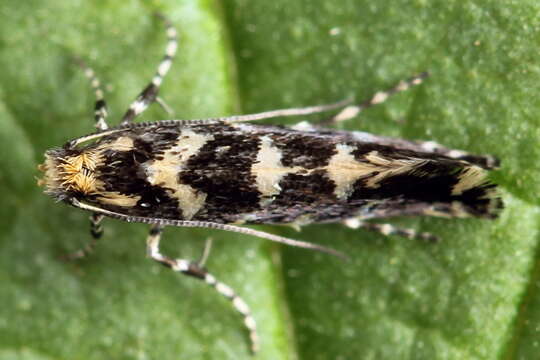 Image of Callisto insperatella (Nickerl 1864)