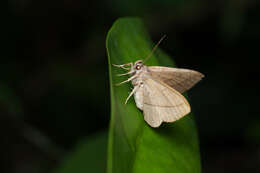 Image of Taviodes fulvescens Hampson 1926