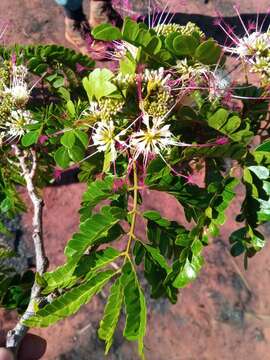 Image de Albizia mainaea Villiers