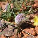 Image of Ptilotus leucocoma (Moq.) F. Muell.