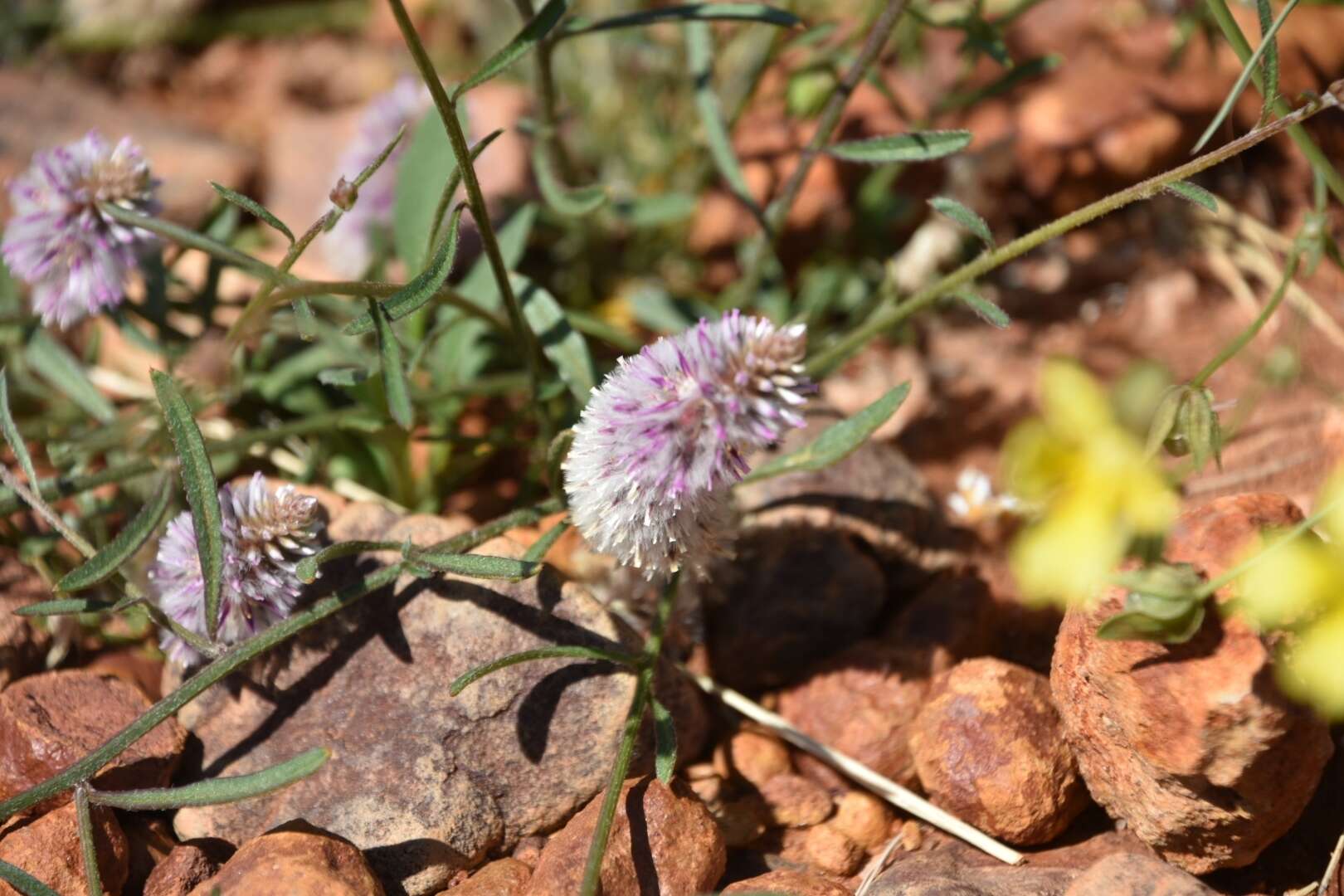 Ptilotus leucocoma (Moq.) F. Muell.的圖片