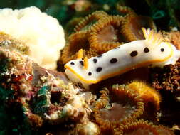 Image de Chromodoris orientalis Rudman 1983