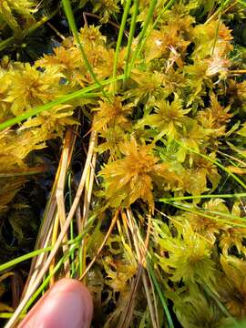 Sphagnum jensenii H. Lindberg 1899的圖片