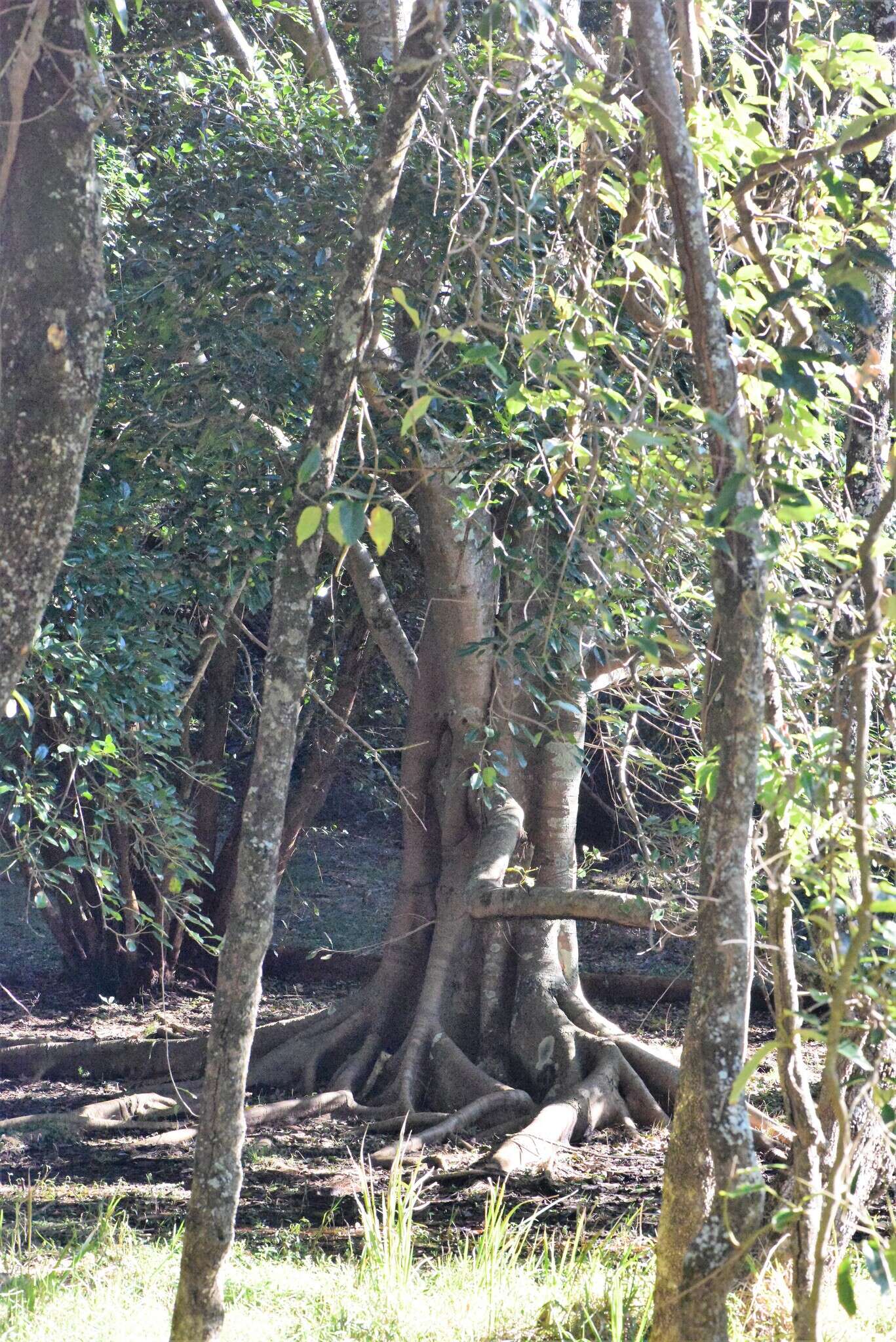 Image de Ficus superba var. henneana (Miq.) Corner