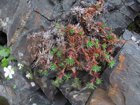 Sivun Saxifraga juniperifolia Adams kuva