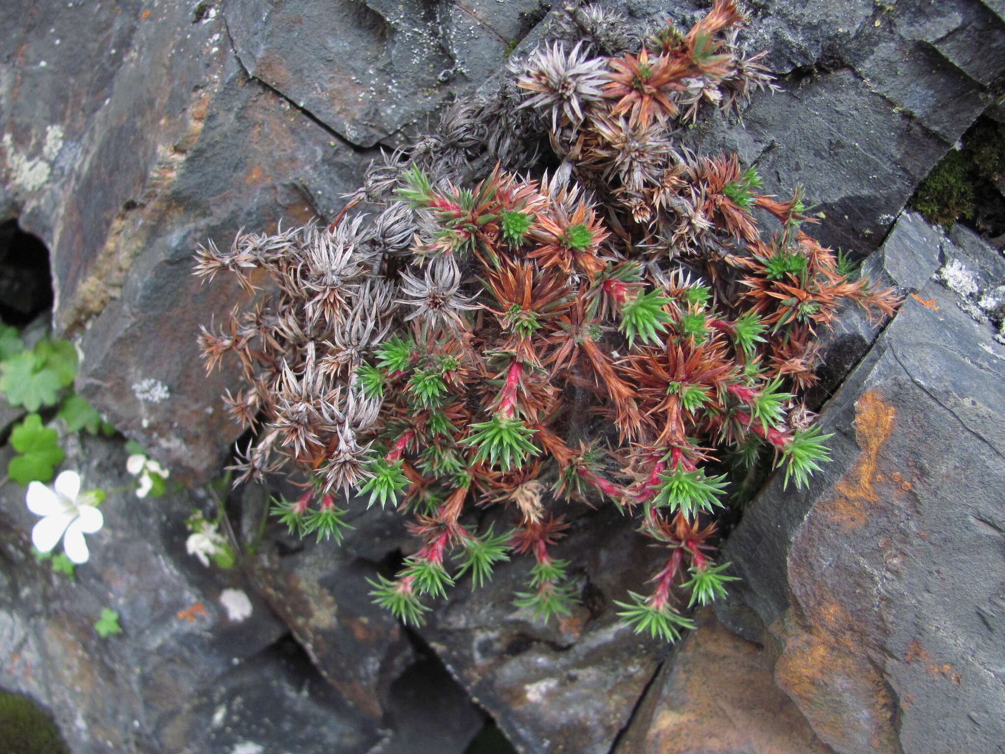 Image of Saxifraga juniperifolia Adams