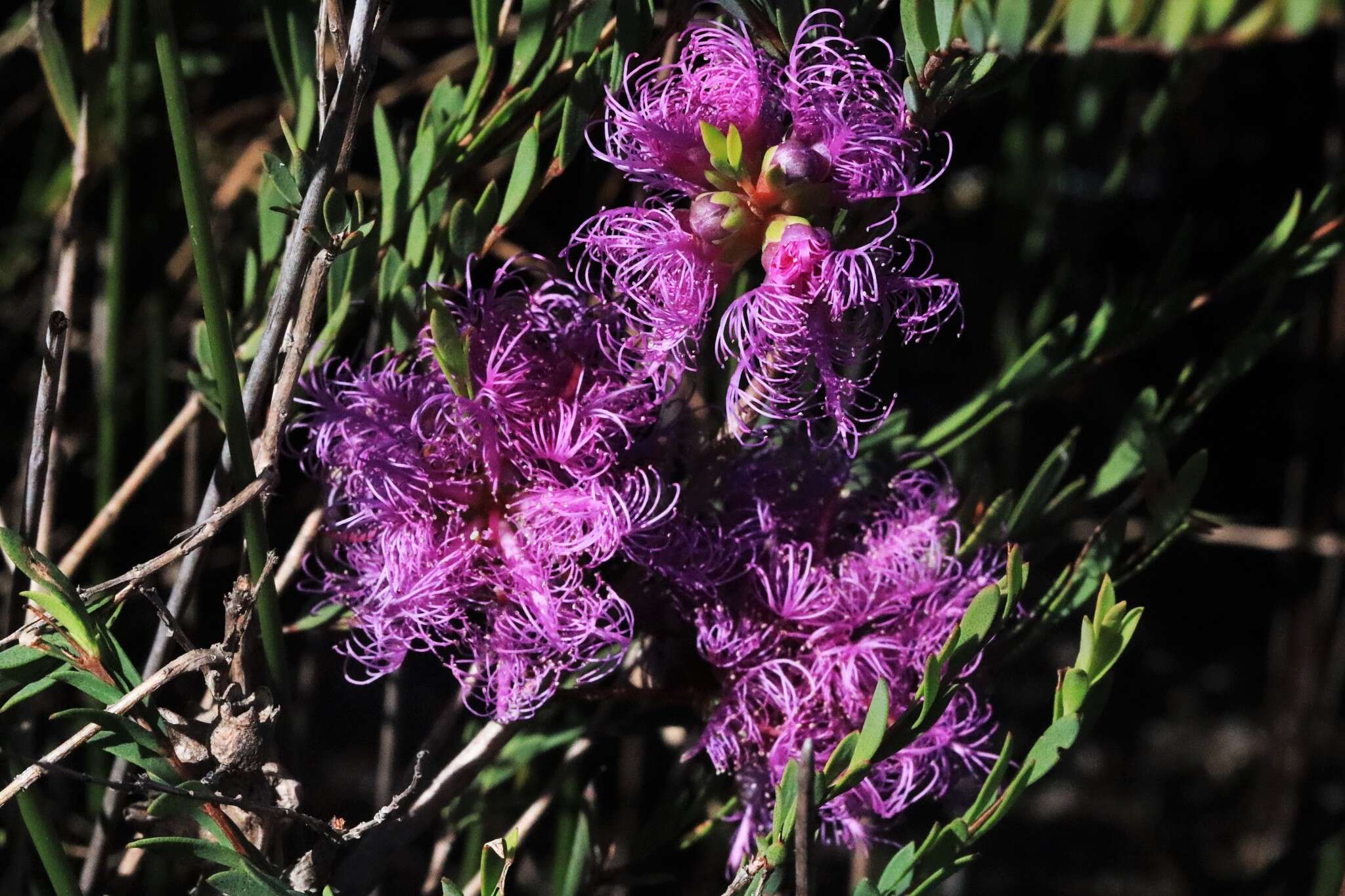 Image of thymeleaf melaleuca