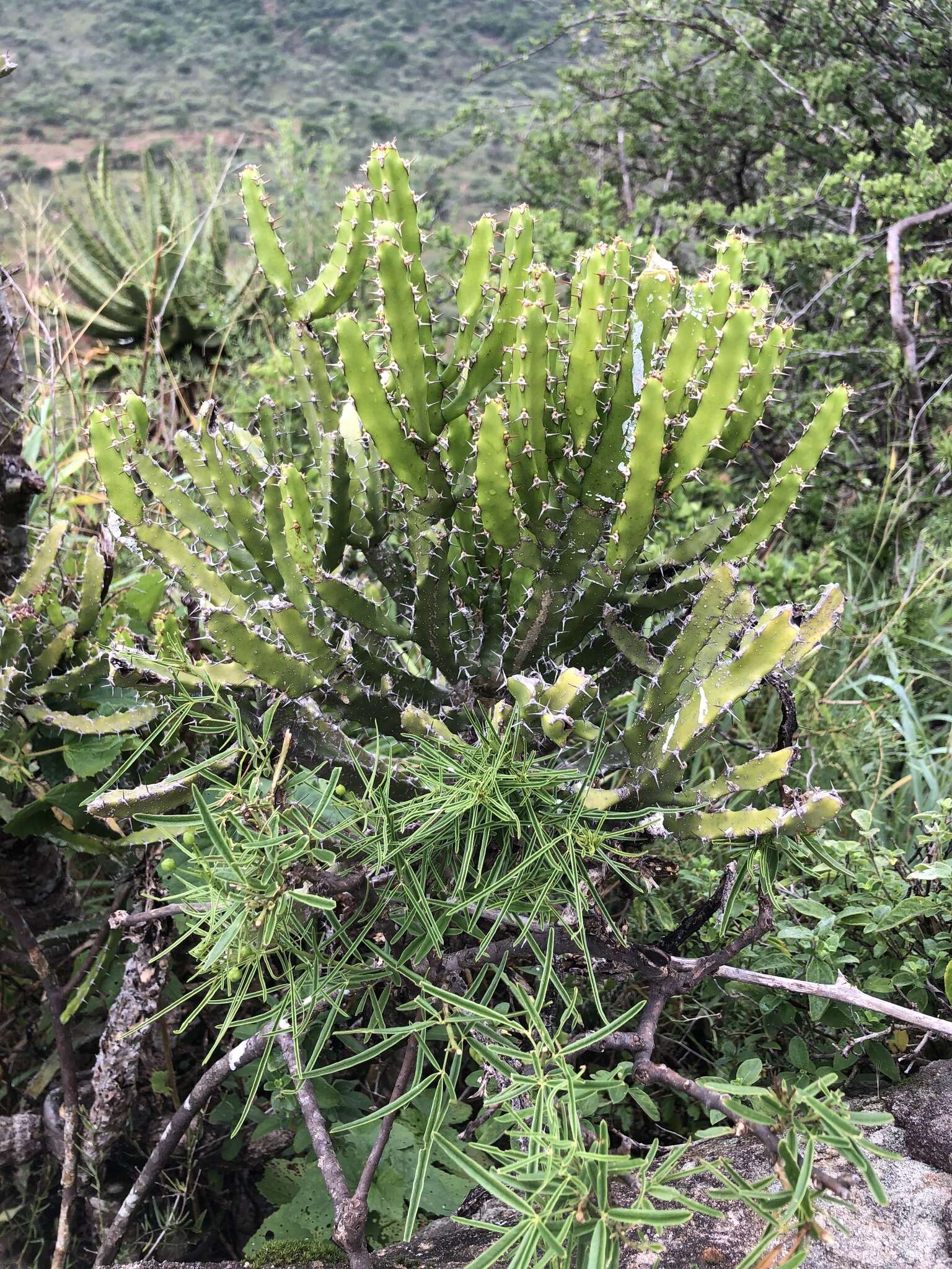 Слика од Euphorbia grandidens Haw.