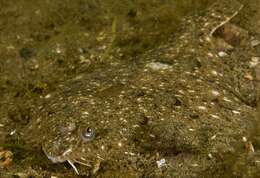 Image of Bass flounder