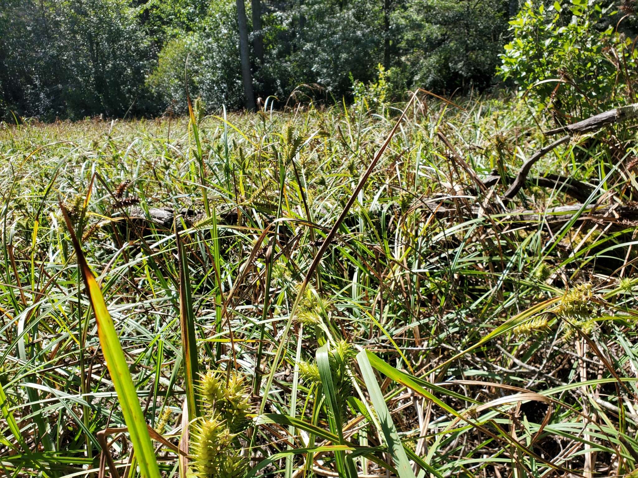 Image de Carex gigantea Rudge