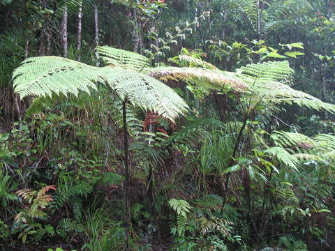 Image of Cyathea robertsiana (F. Muell.) Domin