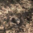 Image of Arizona Mud Turtle