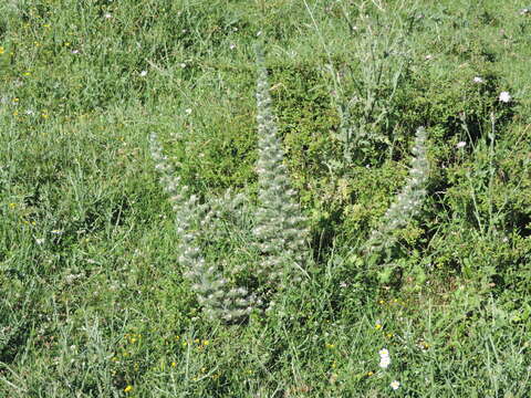 Imagem de Echium italicum subsp. italicum