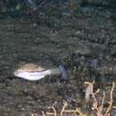 Image of Canthigaster punctata Matsuura 1992