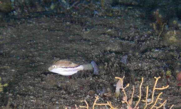 Plancia ëd Canthigaster punctata Matsuura 1992