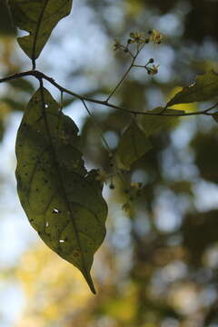 Plancia ëd Ocotea psychotrioides Kunth