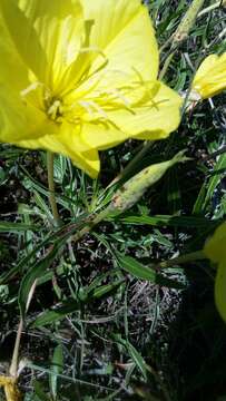 Oenothera macrocarpa Nutt. resmi