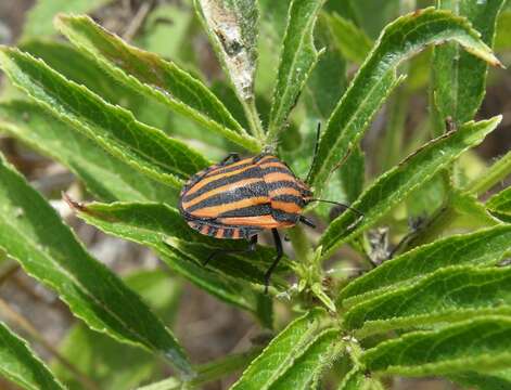 Image of Graphosoma italicum italicum