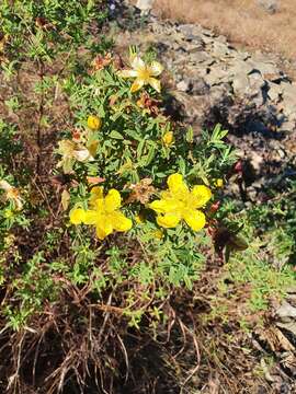 Image of Hypericum revolutum Vahl